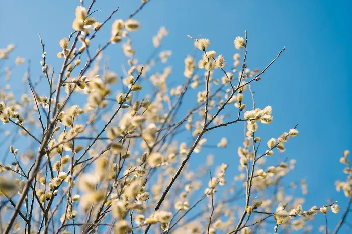 tree-7619534_1280